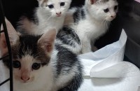 한달4주 된 아기냥이들 가족이 되어 주세요~~