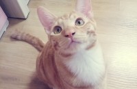 가족같았던 아이들 분양해요.