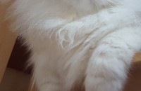 고양이 무료분양합니다