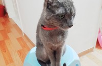 사랑으로 키운 고양이..