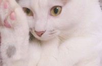 서울 관악구- 우리 이쁜 뭉이의 주인님을 찾습니다..!!