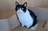 턱시도 산이와 오래오래 함께할 동반자를 찾습니다.