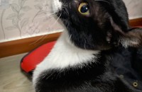 아메리칸 컬 무료분양