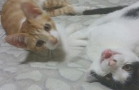 냥이 분양합니다