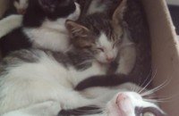 검은 고양이들 무료분양합니다(평택-포승)