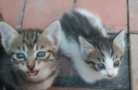 무료분양 아기고양이