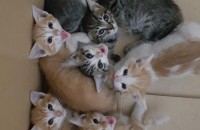 아기 고양이 무료 분양