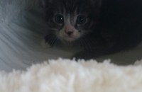 생후 1개월 된 아기고양이