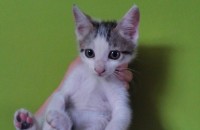 2개월 된 고양이입니다.