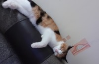 스코티쉬스트레이트