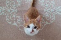 코리안숏헤어, 경기도 성남시 분당구, 4달된 고양이