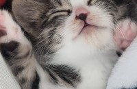 아기고양이 사랑으로 키워주실분 기다립니다