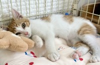 애교많은 치즈아깽이 평생집사 찾아요