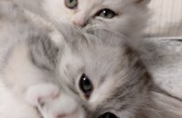 먼치킨 무료분양합니다