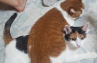 정말 제가 사랑하는 고양이입니다  잘부탁드립니다