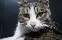 8개월된 여아 길냥이 분양합니다 (중성화완료)