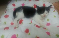 고양이 분양합니다.