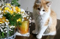 6개월 수컷 고양이 분양합니다.