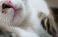 인천.학대받던아이 에서 이쁜집냥이로 ... 따뜻하게 잘키워주실분?