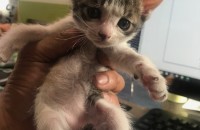 사무실에서 태어난 아기고양이 한쌍 분양합니다.(인천)