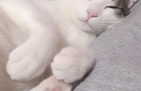 새로운 사랑많은 책임감있는 가족을 찾습니다