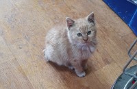 경기도 일산-고양이 분양합니다(무료분양)