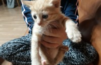 아래글 이어서 아가고양이 무료분양 합니다