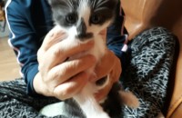 아가 고양이 무료 분양합니다.