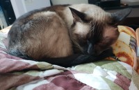 여아 샴 5세 무료분양합니다