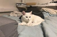 브리티쉬 숏헤어 아기 분양합니다 춘천