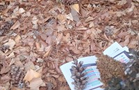 고양이무료분양