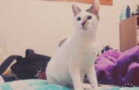 길냥이 분양합니다.