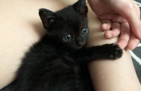 애교 많은 아기 깜냥이분양합니다!