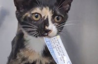 임보중인 삼색고양이