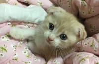 2개월 아기 스코티쉬폴드 분양합니다 ^^