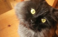 페르시안 스모그 분양합니다.