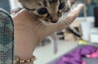 아기고양이와 어미고양이