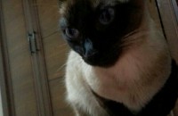 [울산]아기같은 개냥이 샴고양이 분양합니다.
