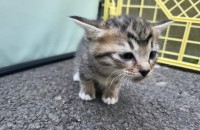 (울산)우리 마고가 낳은 아가야들 분양 원합니다.