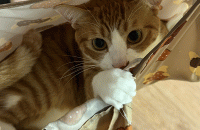 4살된 치즈냥이,삼색이의 가족이 되어주세요.