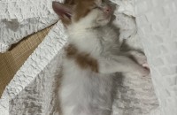 아기 고양이 분양
