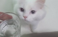 페르시안 고양이 무료분양 합니다.