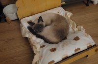 2살 샴고양이 무료 분양보냅니다