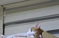 고양이 분양합니다