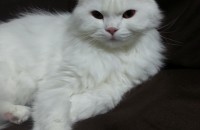 페르시안, 샴 무료분양 합니다.
