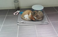 새끼 양이 두마리 분양합니다.(무료!!)