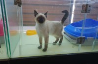 샴 6개월 고양이 무료분양 합니다.