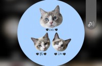 랙돌고양이 3가족