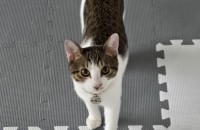 쌍둥이 고양이 무료분양