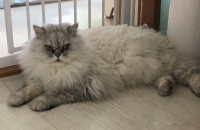 페르시안 친칠라 장모 분양해요